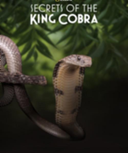 SBTpedia: TOP 10: Os 10 filmes de cobras que passaram na história