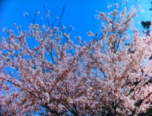 Ficha T cnica Completa Cherry Blossom Time In Japan 21 De Mar o De 